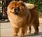 chows ranger