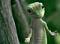Gecko Guy