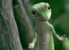 Gecko Guy's Avatar